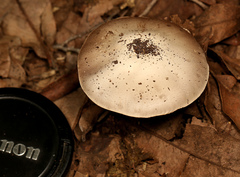 Agaricus semotus