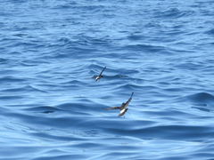 Hydrobates pelagicus