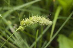 Carex leiorhyncha