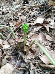 Arum elongatum