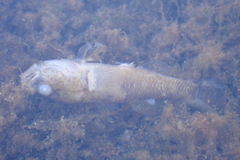 Gobiomorphus breviceps