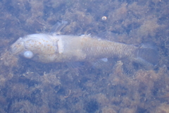 Gobiomorphus breviceps