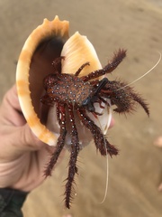コモンヤドカリ