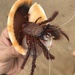 コモンヤドカリ
