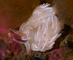 Favorinus blianus