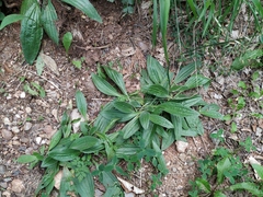 Plantago urvillei