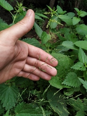 Poa trivialis sylvicola