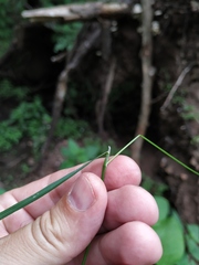 Poa trivialis sylvicola