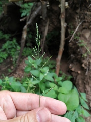 Poa trivialis sylvicola