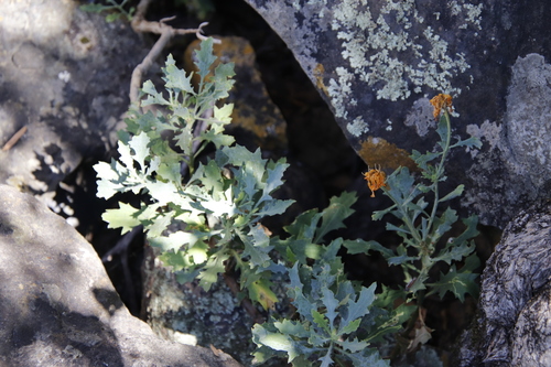 Chrysanth Rain Daisy (Dimorphotheca chrysanthemifolia)