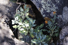 Dimorphotheca chrysanthemifolia