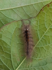 Dasychira chekiangensis