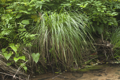 Carex forficula