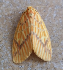 Barsine striata