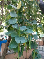 Bauhinia