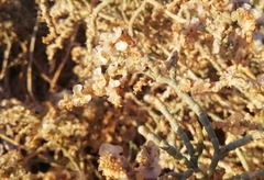 Anabasis articulata