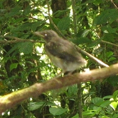 Turdus assimilis