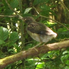 Turdus assimilis