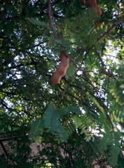 Tamarindus indica