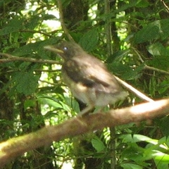 Turdus assimilis