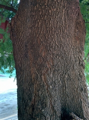 Tamarindus indica