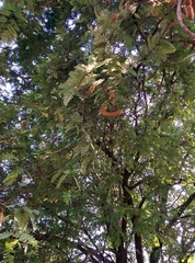 Tamarindus indica