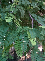 Tamarindus indica