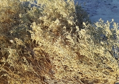 Anabasis articulata