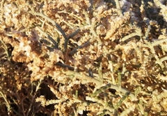 Anabasis articulata
