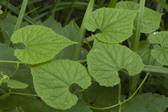 Schizopepon bryoniifolius