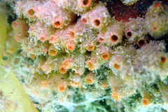 Stolonica australis