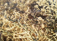 Anabasis articulata