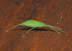 Mastighaphoides