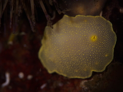 Cadlina laevis