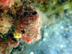 Microcosmus squamiger