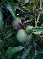 Mangifera indica