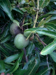 Mangifera indica