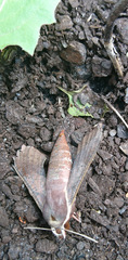 Hippotion scrofa