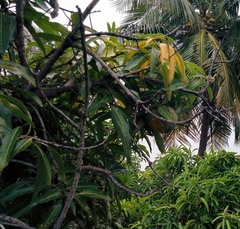 Mangifera indica