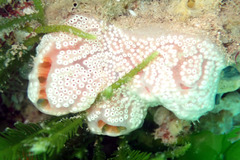 Aplidium opacum