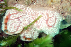 Aplidium opacum