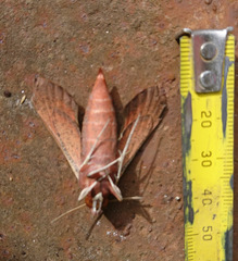 Hippotion scrofa