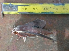 Hippotion scrofa