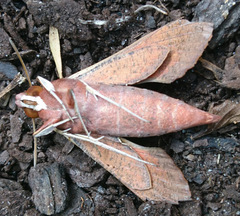 Hippotion scrofa