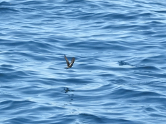 Hydrobates pelagicus
