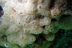 Didemnum psammatodes