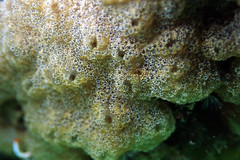 Didemnum psammatodes