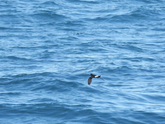 Hydrobates pelagicus