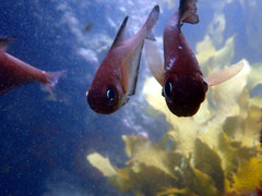 Pempheris klunzingeri