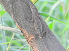 Calotes versicolor